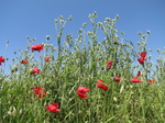 SX27164 Poppies by Peage bridge - Viaduc de Millau over Le Tarn.jpg